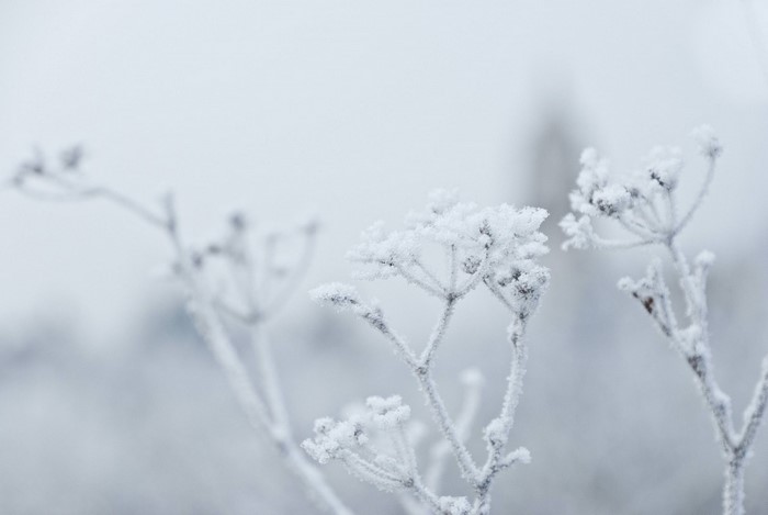 Frost covered plants in winter