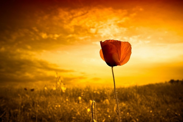 Poppy in a field at sunset
