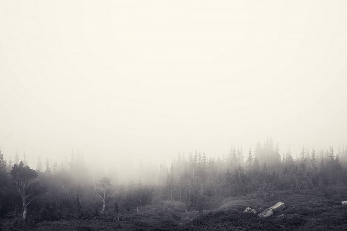 Misty forest landscape with trees and rocks