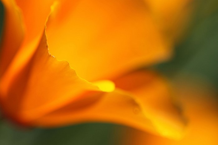 Close-up of an orange California poppy petal