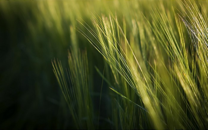 Close-up of green barley stalks in sunlight