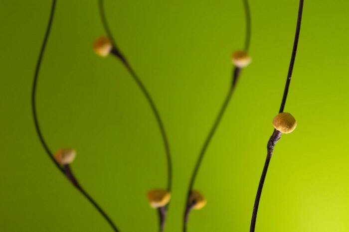 Macro View of Yellow Buds on Slender Branches