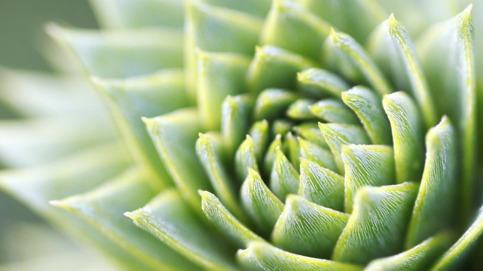 Close-up of a green succulent plant