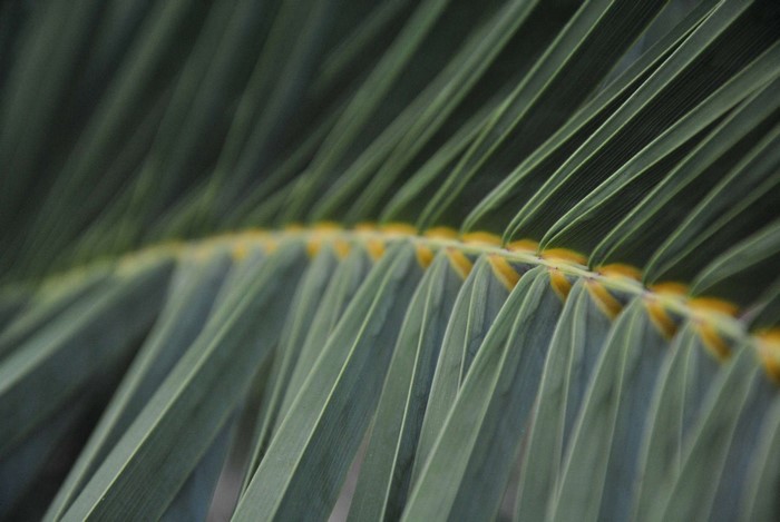 Close-up of a green palm frond with yellow accents