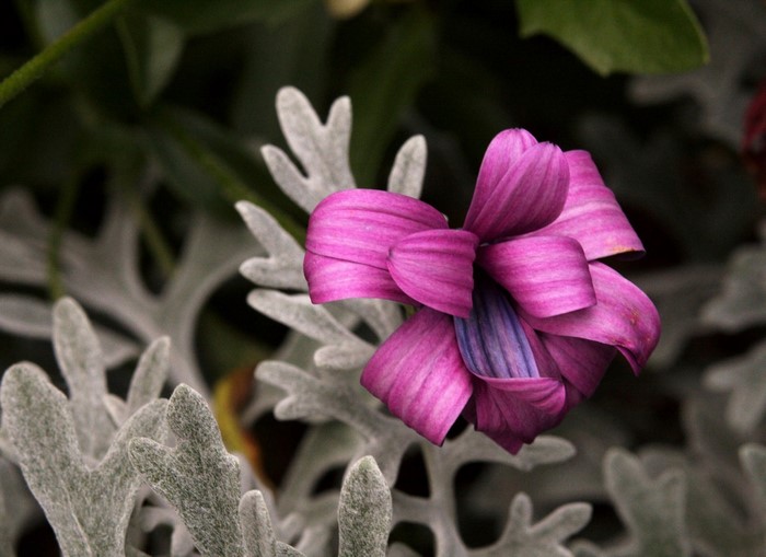 Close up of a pink and purple flower with grey leaves