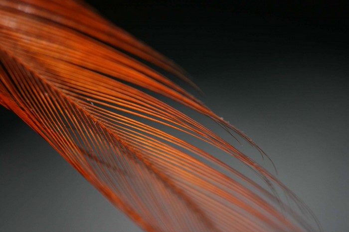 Close-up of orange feather strands