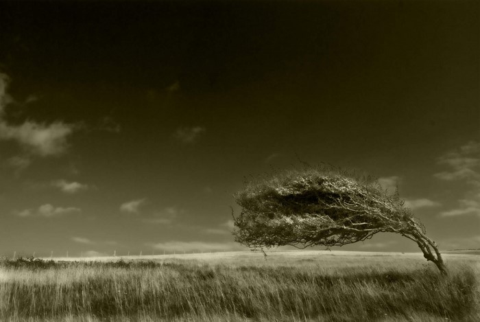 A lone tree bent by the wind in a grassy field under a cloudy sky