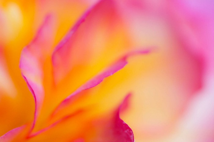 Close-up macro photography of a pink and yellow flower petal