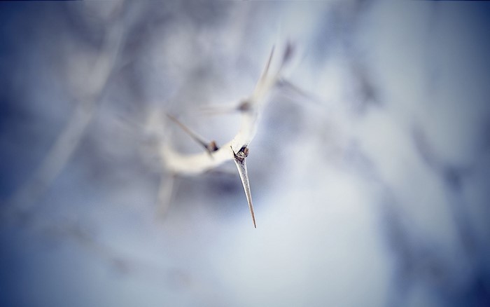 Macro shot of a thorny branch with frost