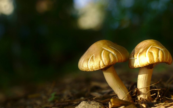 Golden Mushrooms in Sunlit Forest Floor