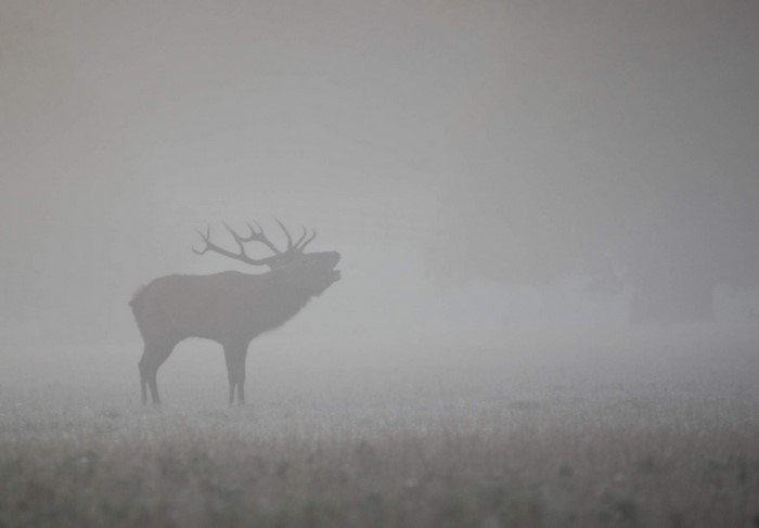 Elk calling in the fog