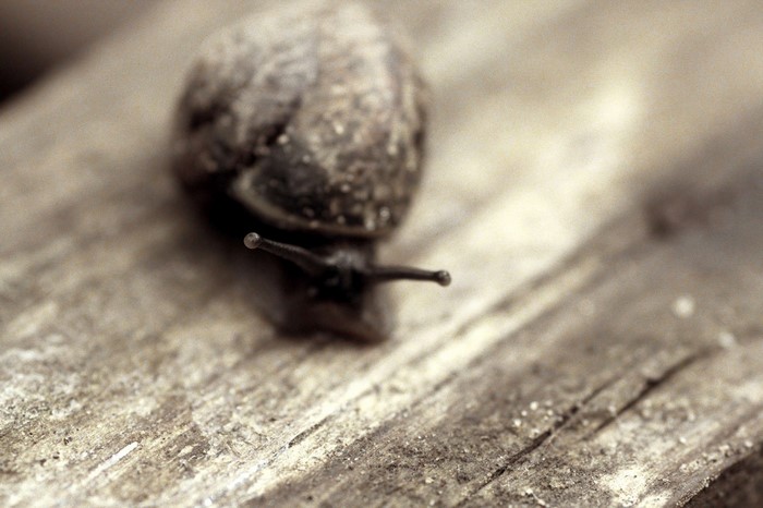 Close up of a snail on a wooden surface