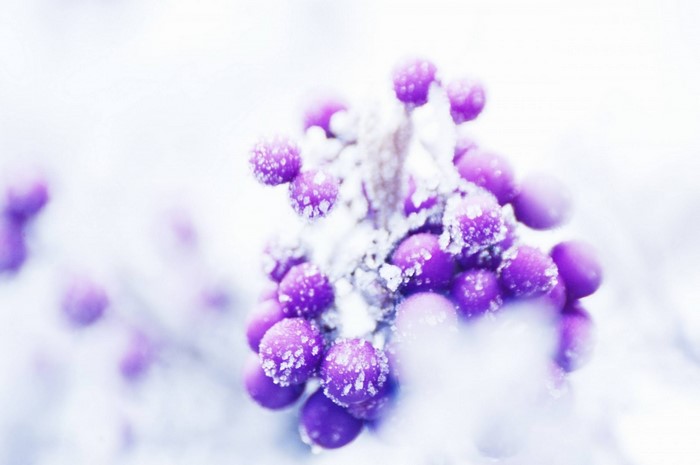 Purple berries covered in frost in winter
