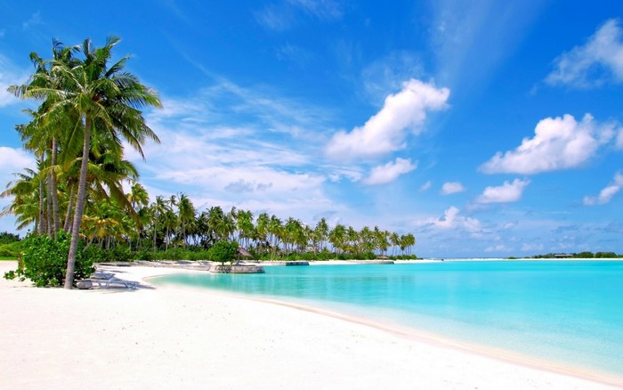 Tropical Caribbean Beach with Palm Trees and Lagoon