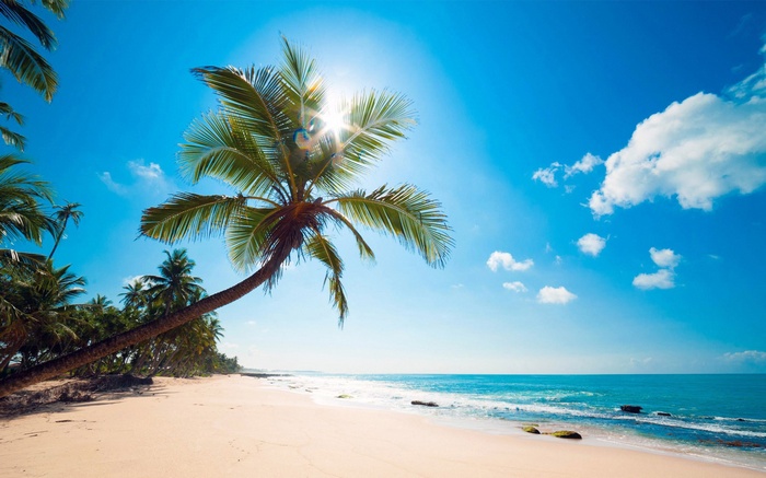 Palm trees on a tropical beach with blue sky