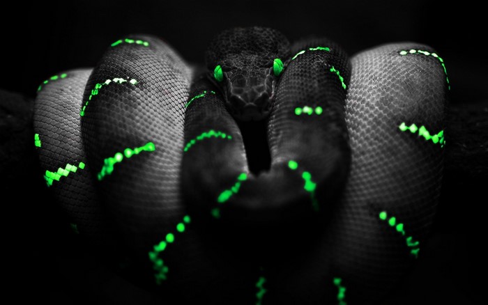 Snake with glowing green markings and eyes