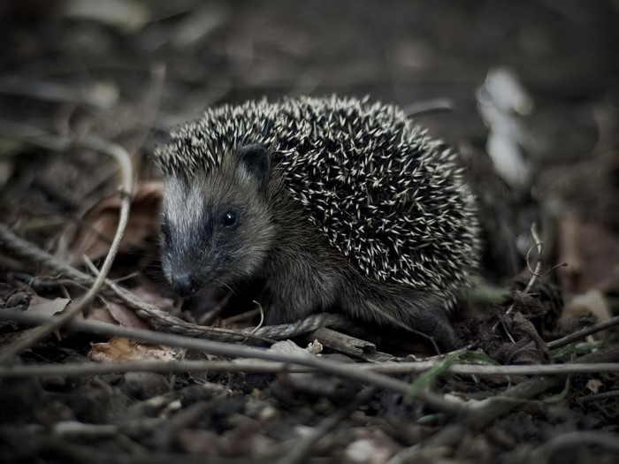 Hedgehog in the forest floor among leaves and branches