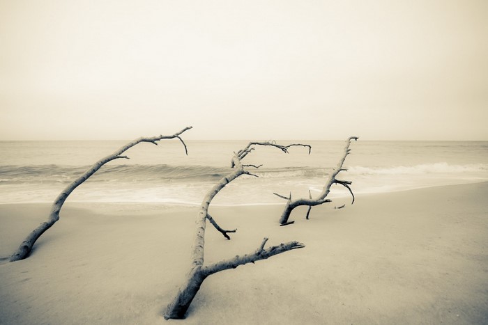 Driftwood branches on a sandy beach with ocean waves