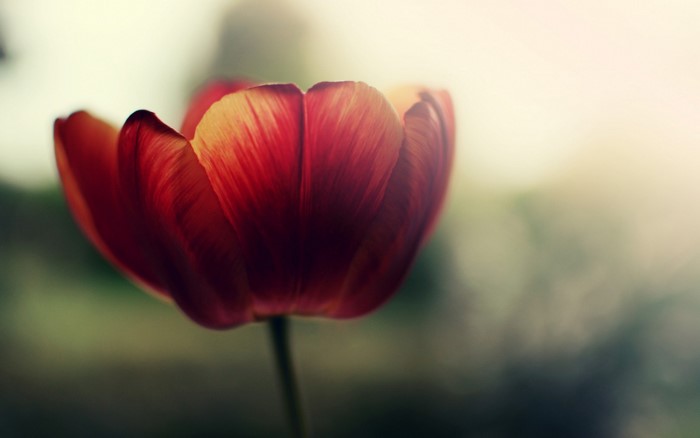 Close-up of a red tulip flower with soft lighting