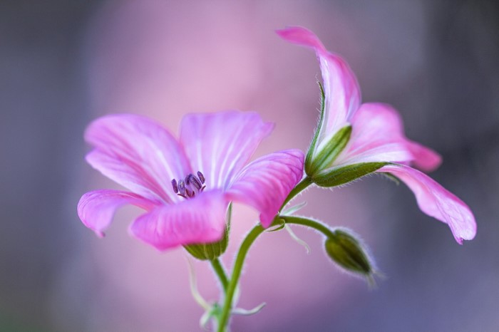 Close-up of pink wildflowers with blurred background