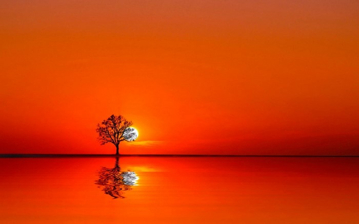 Silhouette of a tree at sunset reflected in water