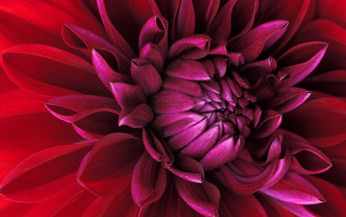 Close up of a red and pink dahlia flower