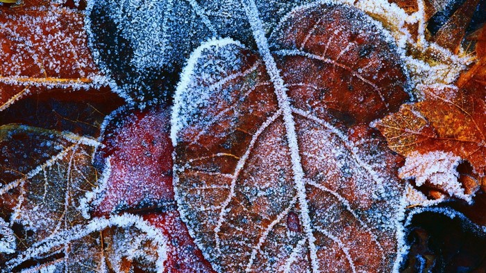 Frost covered autumn leaves close up