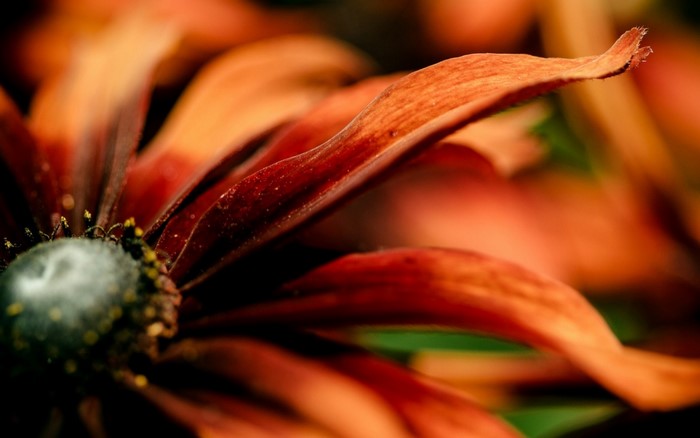 Close-up of orange and red flower petals