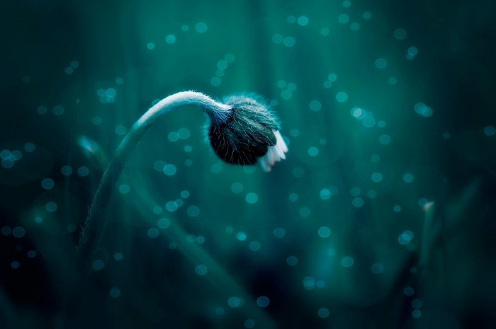Close-up of a closed flower bud with water droplets