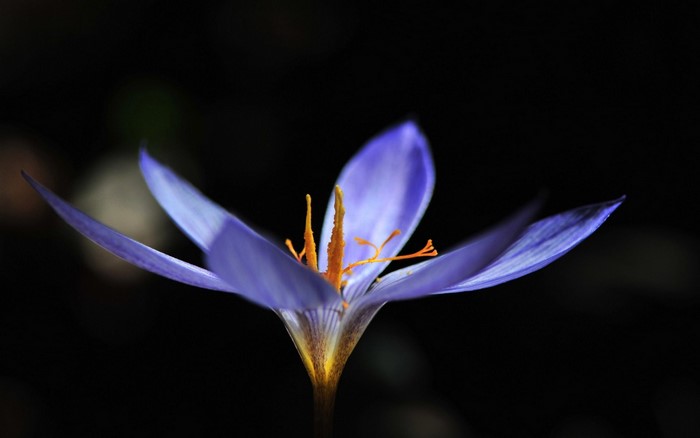 Delicate Purple Crocus Blossom in Sunlight