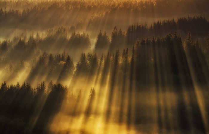 Sunbeams through misty forest at sunrise