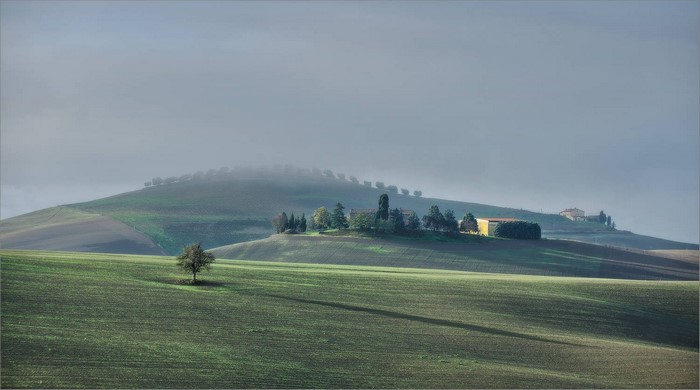Misty rolling hills with a lone tree and farmhouses