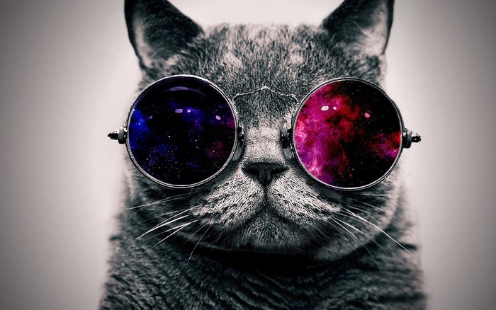 Cat wearing sunglasses with galaxy lenses