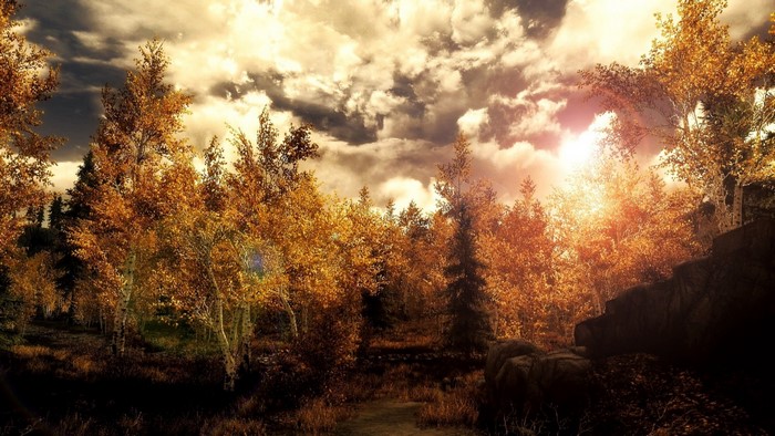 Autumn forest with sunlight filtering through trees