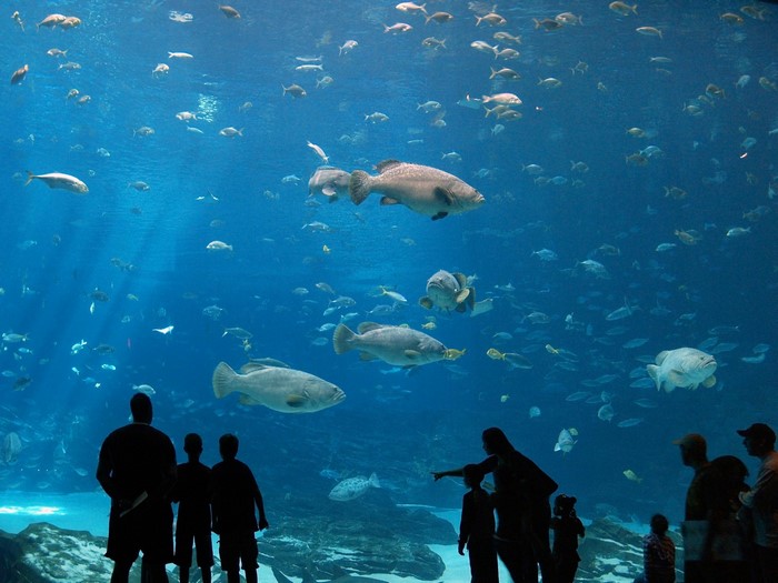 People observe large fish in a deep blue aquarium
