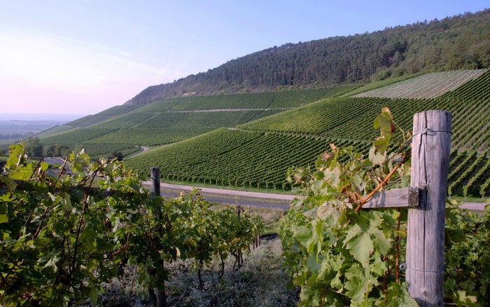 Vineyard on a hillside with a forest in the background