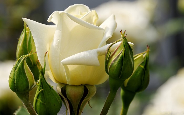 Close up of a white rose with green buds