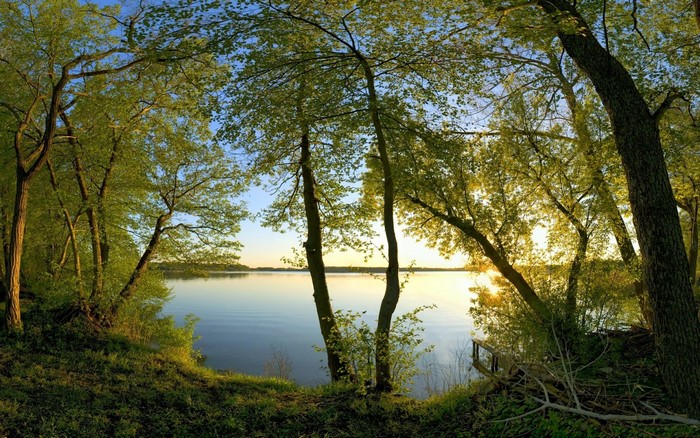 Trees lining a calm lake at sunrise