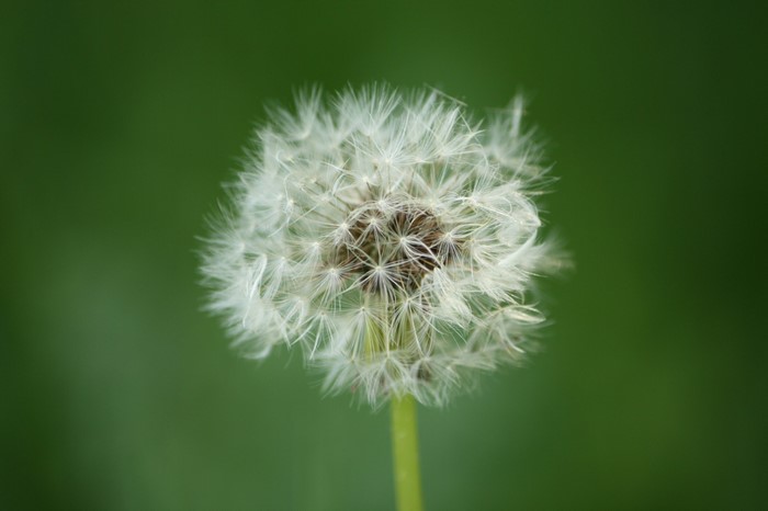 Close up of a dandelion seed head