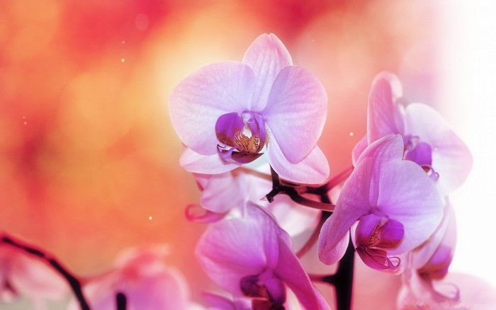 Close-up of pink orchids with soft bokeh background