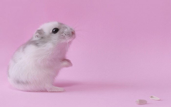 A cute hamster on a pink background
