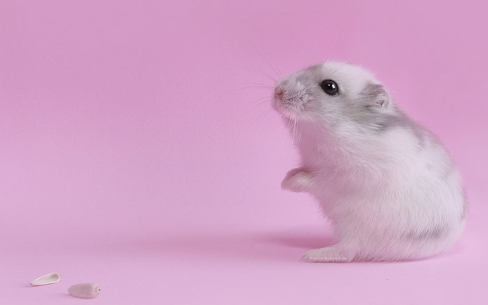 A white and grey hamster on a pink background