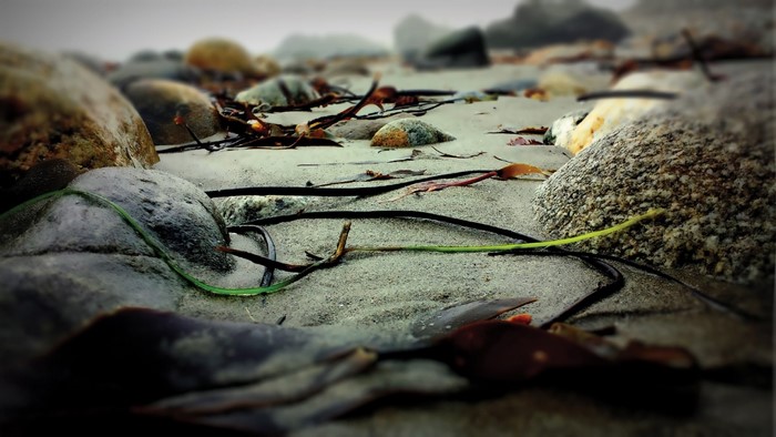 Close up of rocks and seaweed on a sandy beach
