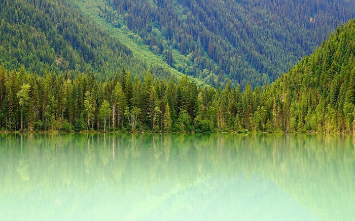 Lake reflecting a dense forest and mountains
