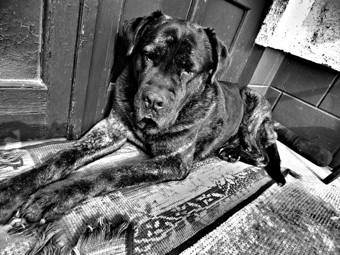Brindle Cane Corso dog lying on a rug