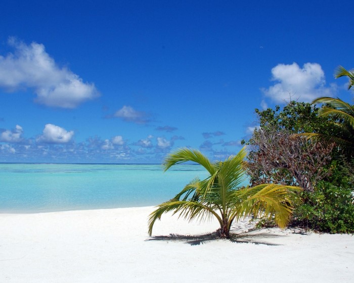 Tropical beach with palm trees and turquoise water