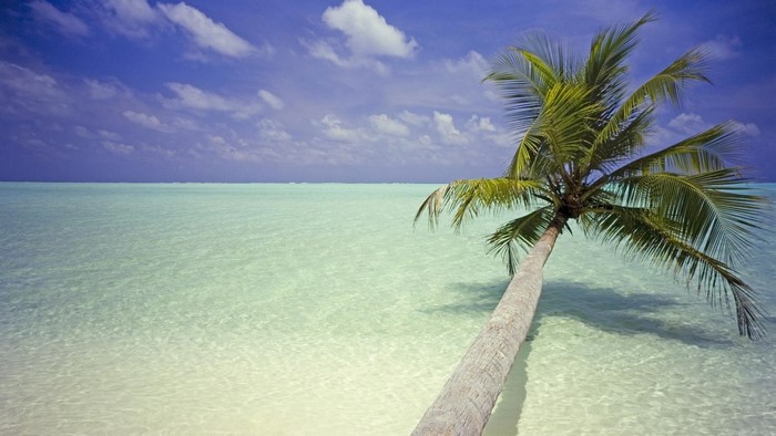 Palm tree leaning over clear turquoise water under a blue sky