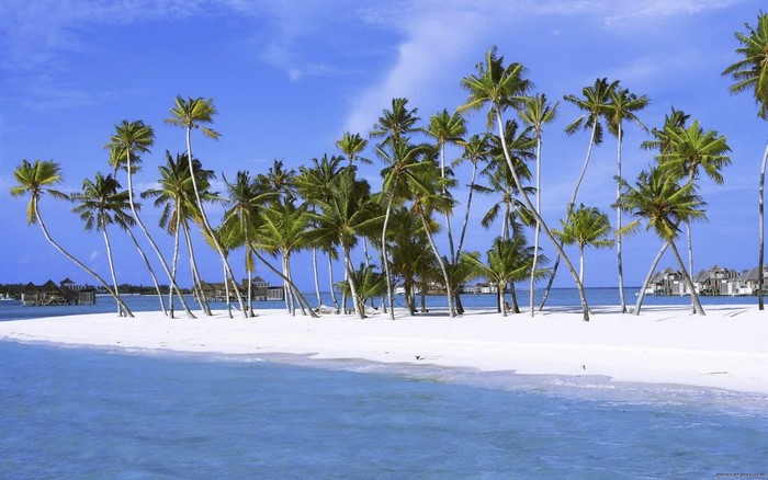 Serene Caribbean Island with Palm Trees and White Sand Beach