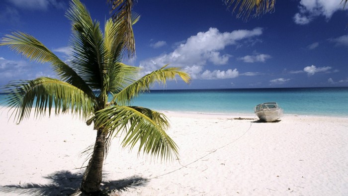 Palm tree on a white sand beach with a boat in the ocean