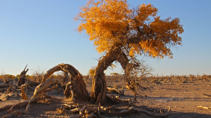 Twisted autumn tree in a desert landscape
